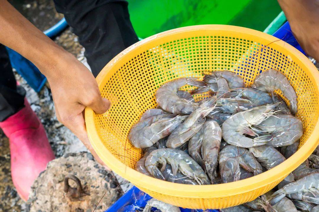 养殖虾都是吃抗生素、激素长大的<strong></p>
<p>原油片</strong>，真的不建议吃？