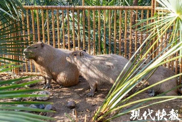 越狱50多天<strong></p>
<p>原油凝点</strong>，江苏出逃的卡皮巴拉现身！园区：藏身地暂时保密