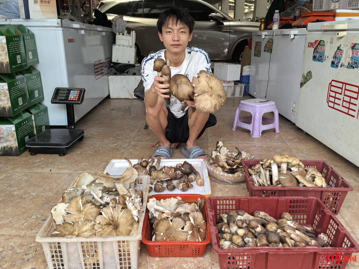 “天价”鸡枞调查：最贵卖到1800元/公斤！雨水少致产量低<strong></p>
<p>原油期货怎么样</strong>，多地价高客少