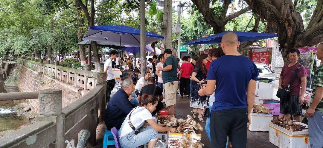 “天价”鸡枞调查：最贵卖到1800元/公斤！雨水少致产量低<strong></p>
<p>原油期货怎么样</strong>，多地价高客少