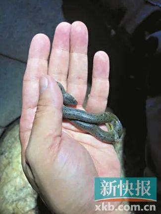 广州已进入蛇伤高发季节<strong></p>
<p>原油喊单直播</strong>，保命锦囊→