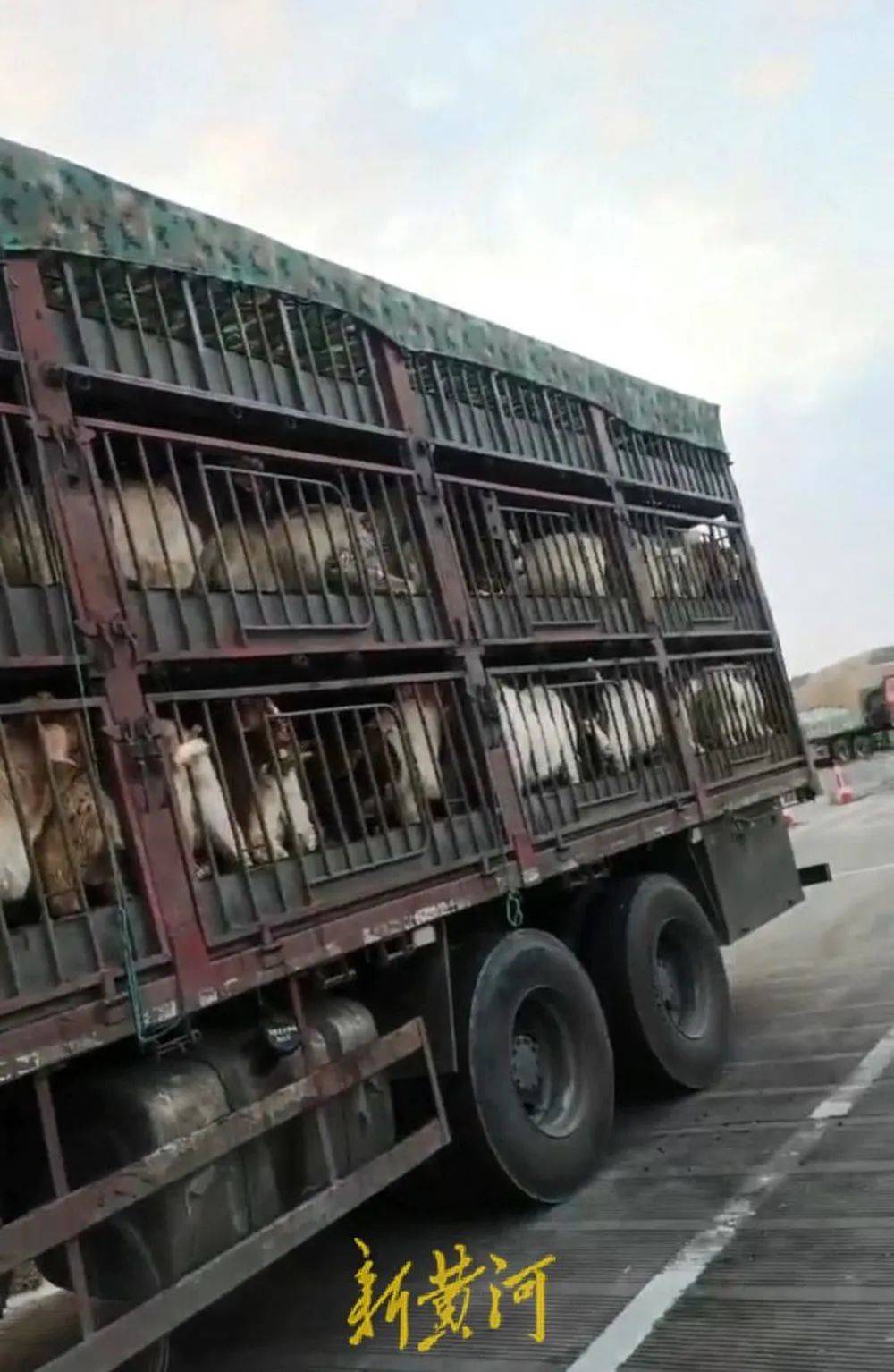 江苏养殖户称543只羊运到贵州遭羊贩盗卖<strong></p>
<p>原油加盟</strong>，当地警方立案又撤案，镇政府：双方合作养羊，账目存在分歧引发纠纷