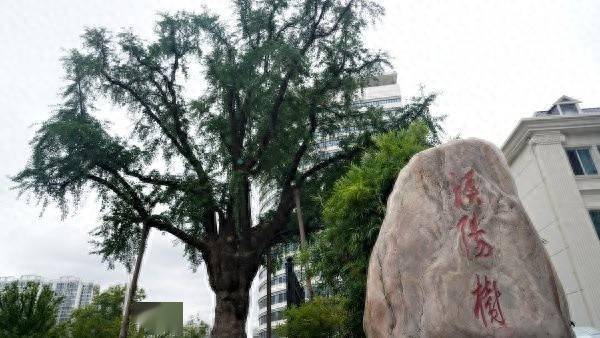 装上“淋浴”每天“冲凉”<strong></p>
<p>国际期货原油</strong>，540余岁“汉阳树”被悉心照料