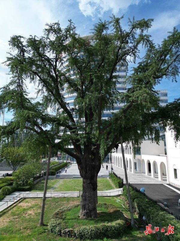 装上“淋浴”每天“冲凉”<strong></p>
<p>国际期货原油</strong>，540余岁“汉阳树”被悉心照料