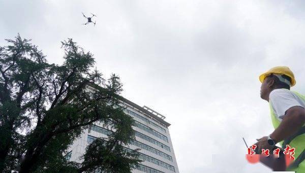 装上“淋浴”每天“冲凉”<strong></p>
<p>国际期货原油</strong>，540余岁“汉阳树”被悉心照料
