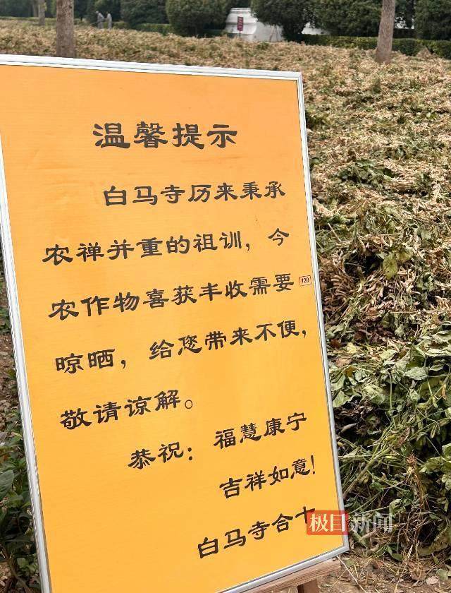印乐方丈管理下的白马寺：僧人顶着高温种地<strong></p>
<p>西原油</strong>，义工称寺里秉承农禅并重