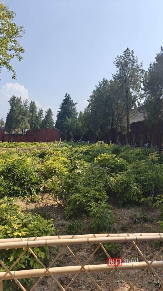 印乐方丈管理下的白马寺：僧人顶着高温种地<strong></p>
<p>西原油</strong>，义工称寺里秉承农禅并重