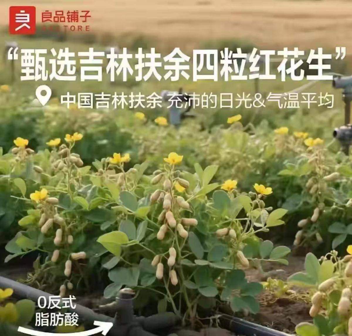 良品铺子的花生“长在树上”<strong></p>
<p>黄金</strong>，不只是没常识