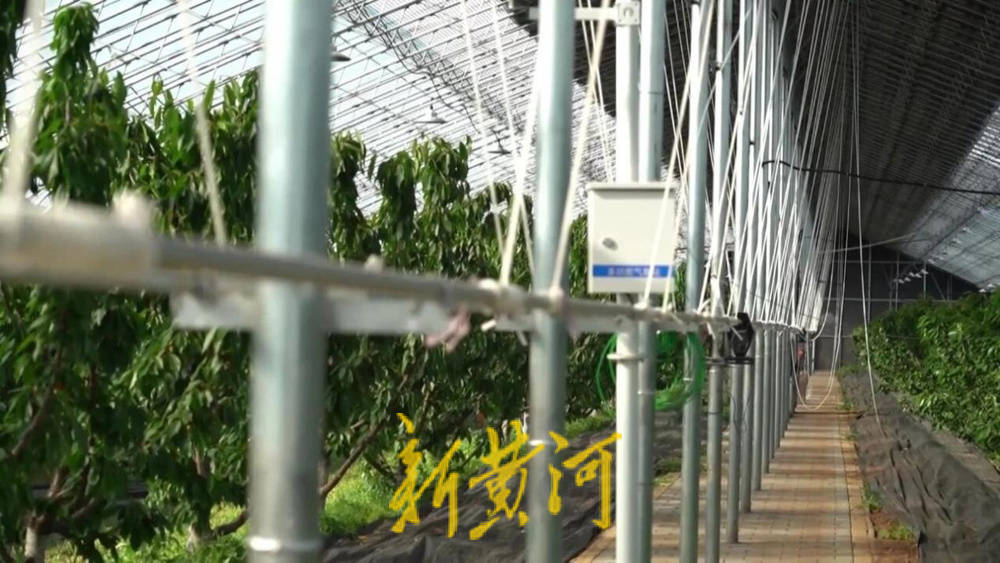 潍坊临朐：30.77 亿元<strong></p>
<p>白银</strong>！“红玛瑙”大樱桃何以成乡村振兴“甜蜜引擎”