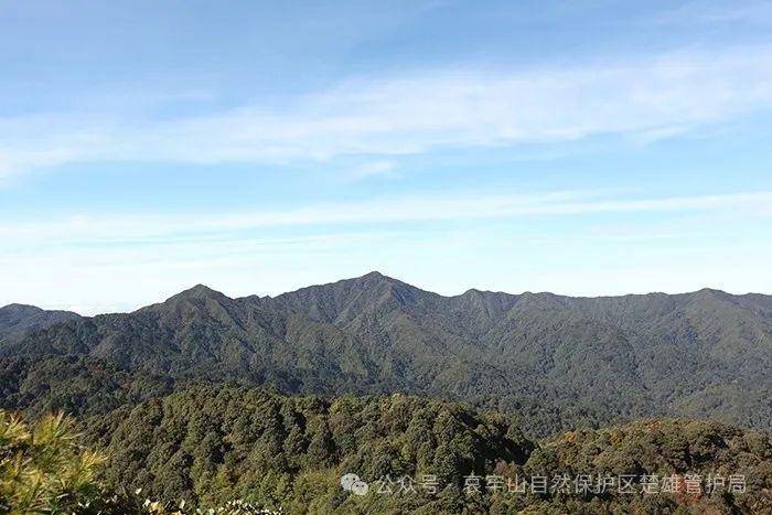 云南哀牢山新规出台：禁止任何单位和个人擅入哀牢山自然保护区<strong></p>
<p>icu</strong>，从事科研活动须报批