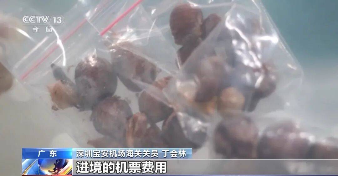 掀开衣服<strong></p>
<p>虚拟币发电是咋回事</strong>，密密麻麻！200多只活虫惊现深圳机场……