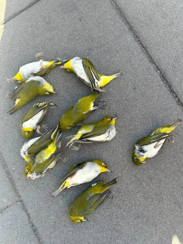 北京一座大厦楼下躺了14只鸟<strong></p>
<p>虚拟贸币</strong>，12只已死亡！元凶竟是玻璃
