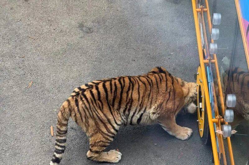 动物园观光车压碎老虎下巴<strong></p>
<p>公司从事虚拟币开发</strong>？园方：初步检查未发现重大伤情