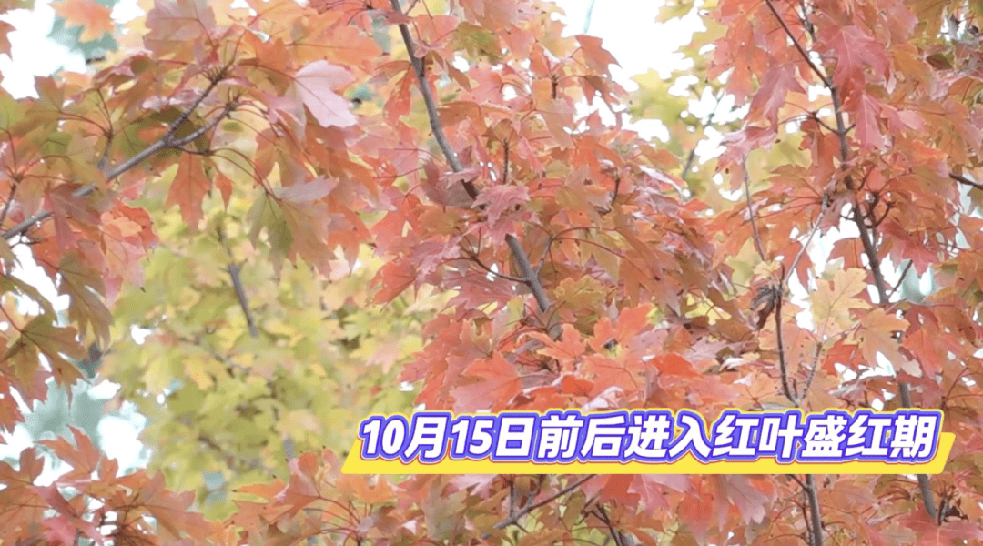 北京将迎新一轮秋雨<strong></p>
<p>整治工作自查报告</strong>，赏红期预告来了！