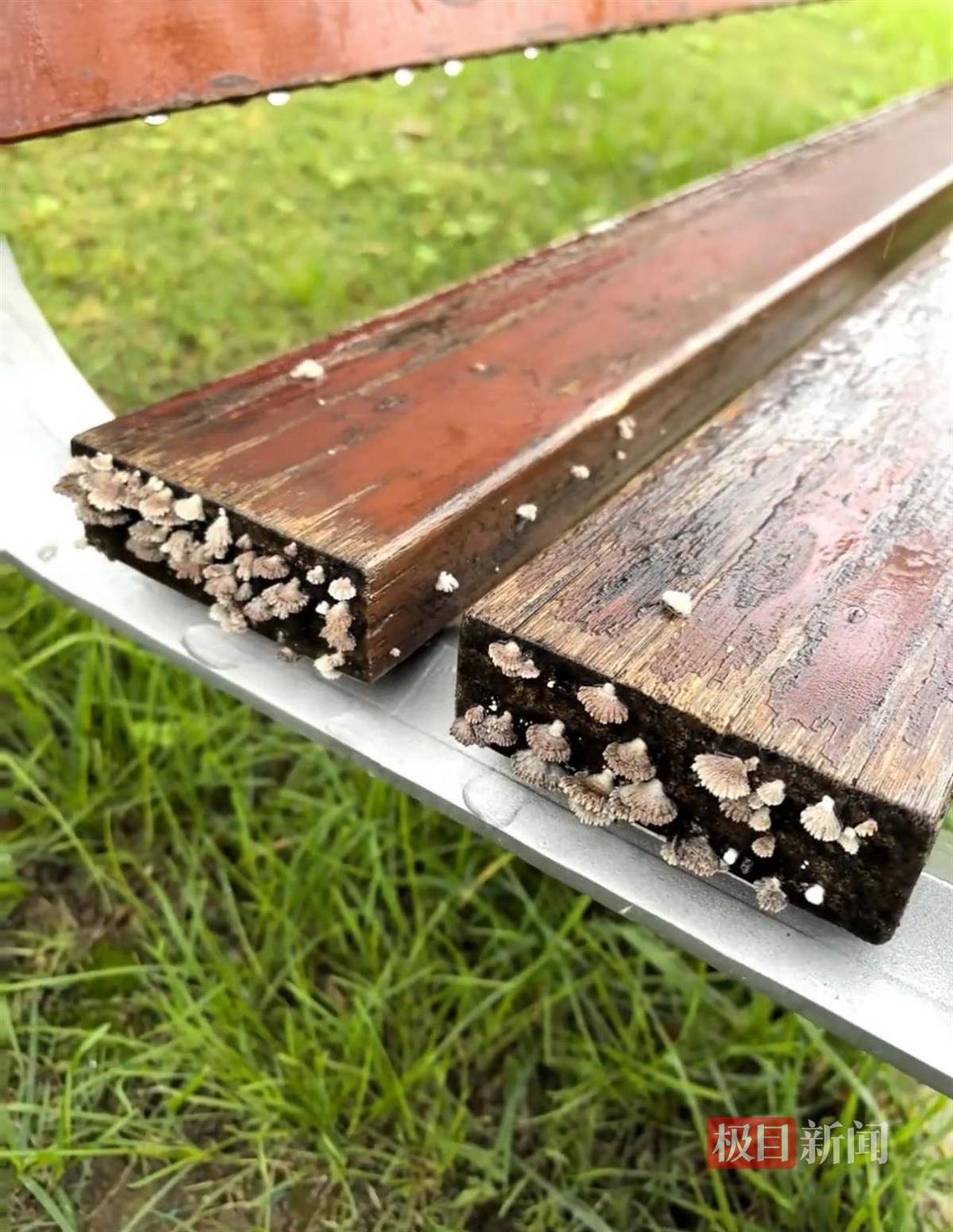 西安连续一个多月降雨遍地长蘑菇<strong></p>
<p>整治工作自查报告</strong>，大雁塔受潮，城墙布满青苔，气象局解释成因