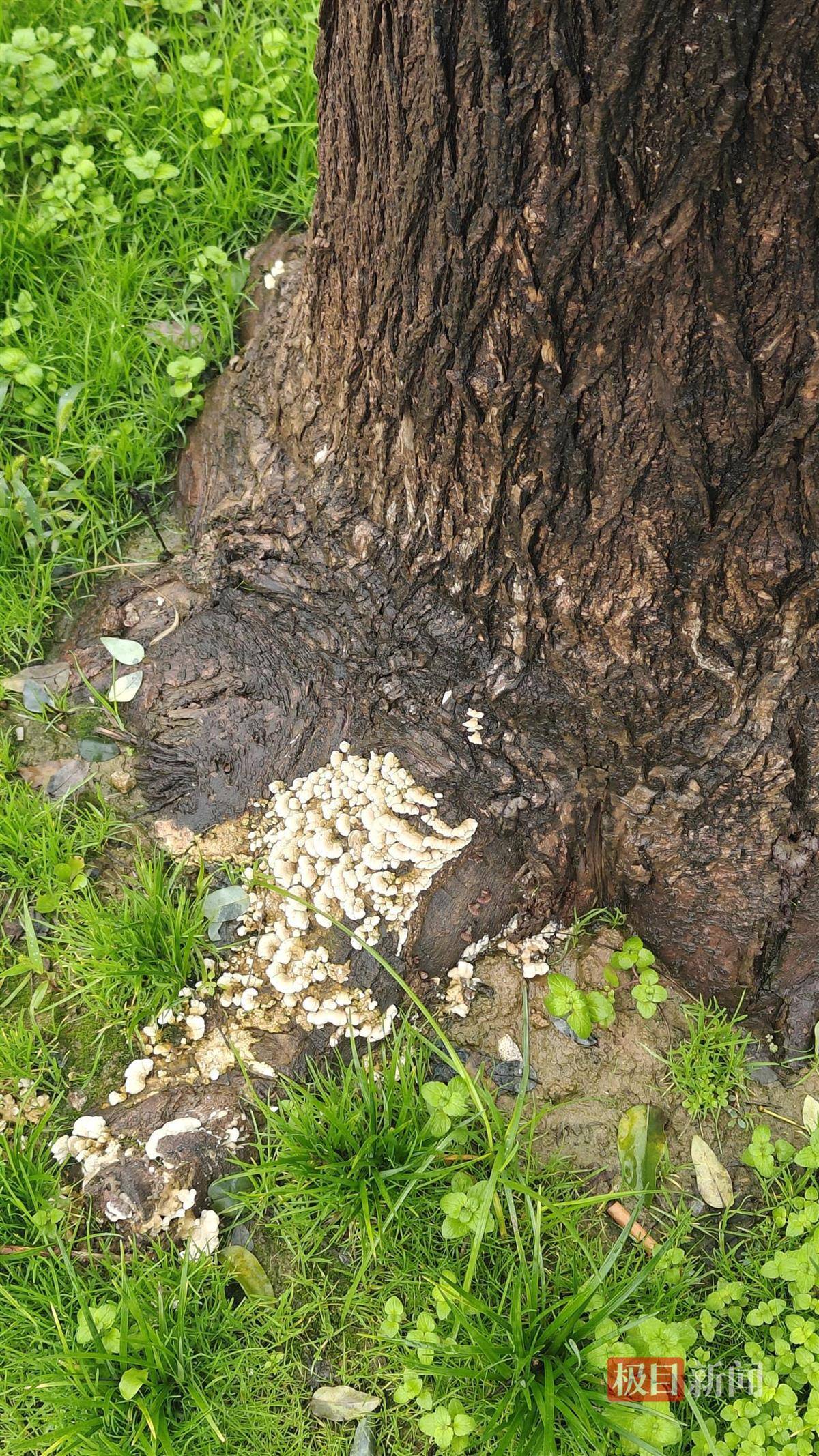 西安连续一个多月降雨遍地长蘑菇<strong></p>
<p>整治工作自查报告</strong>，大雁塔受潮，城墙布满青苔，气象局解释成因