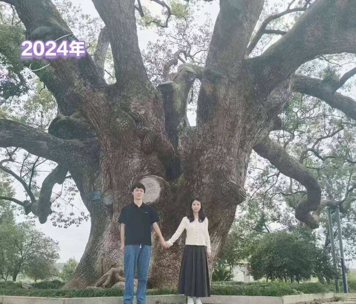 岳阳情侣连续9年在家乡千年古樟树下合影<strong></p>
<p>快手直播送礼物</strong>，今年国庆终修正果：希望爱情像古树一样长久
