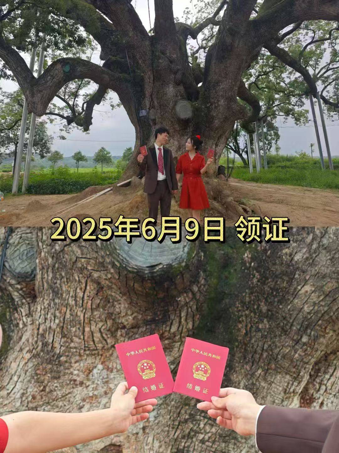 岳阳情侣连续9年在家乡千年古樟树下合影<strong></p>
<p>快手直播送礼物</strong>，今年国庆终修正果：希望爱情像古树一样长久
