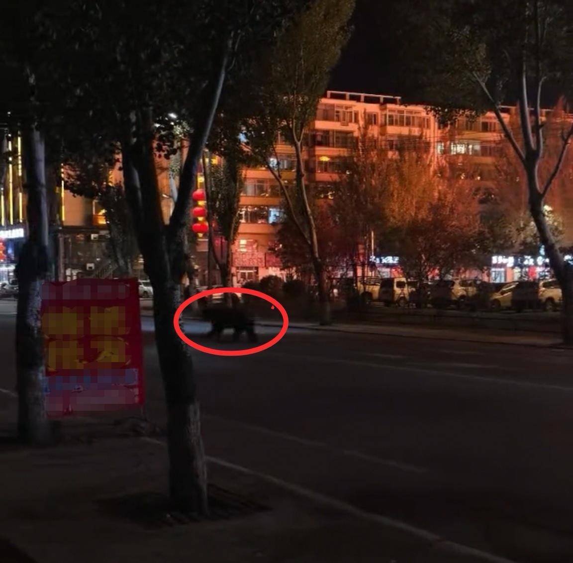 大黑熊夜里独闯黑龙江一县城闹市区<strong></p>
<p>虚拟币的经营模式</strong>，警方连开10多枪击毙，回应为何没用麻醉枪