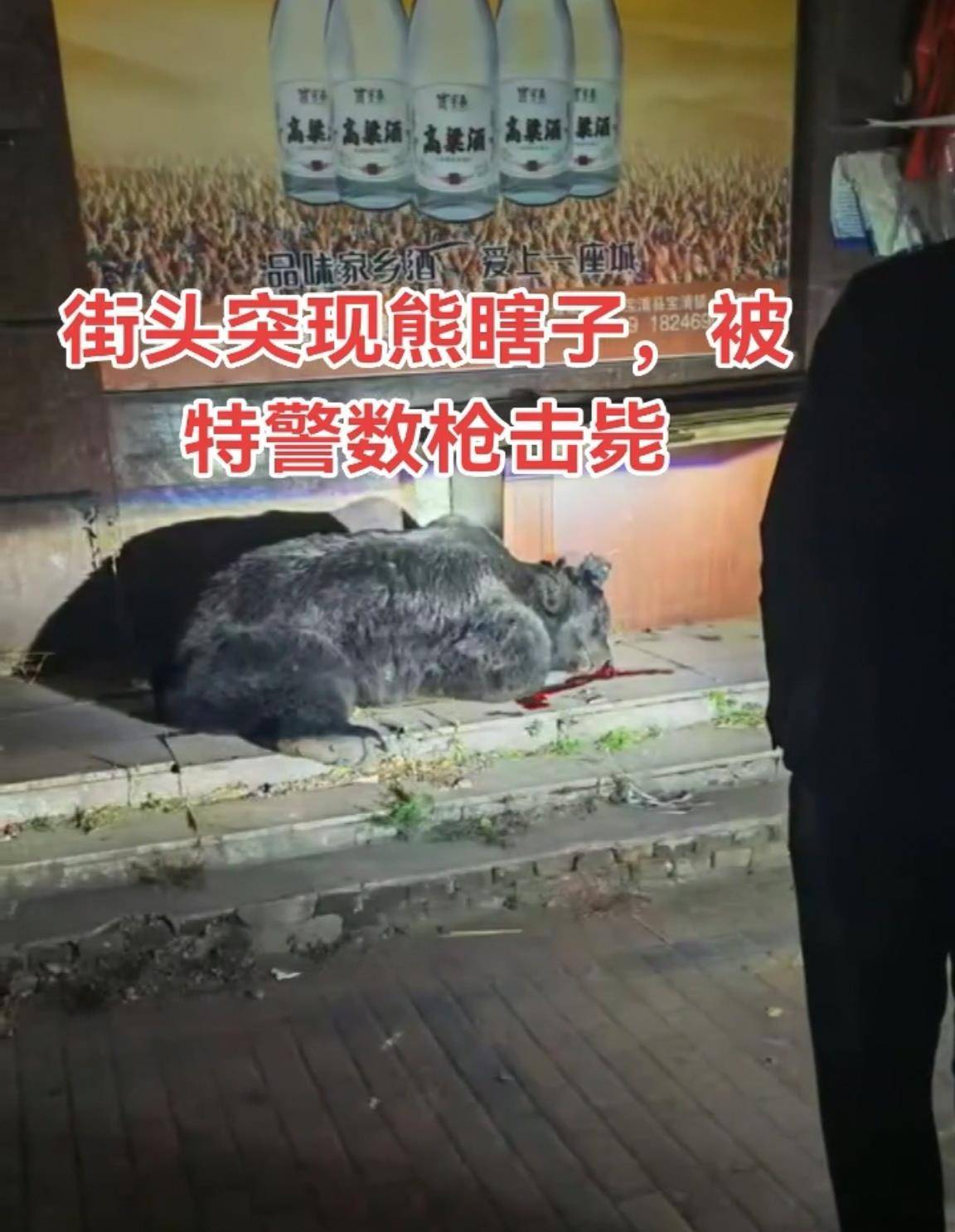 大黑熊夜里独闯黑龙江一县城闹市区<strong></p>
<p>虚拟币的经营模式</strong>，警方连开10多枪击毙，回应为何没用麻醉枪