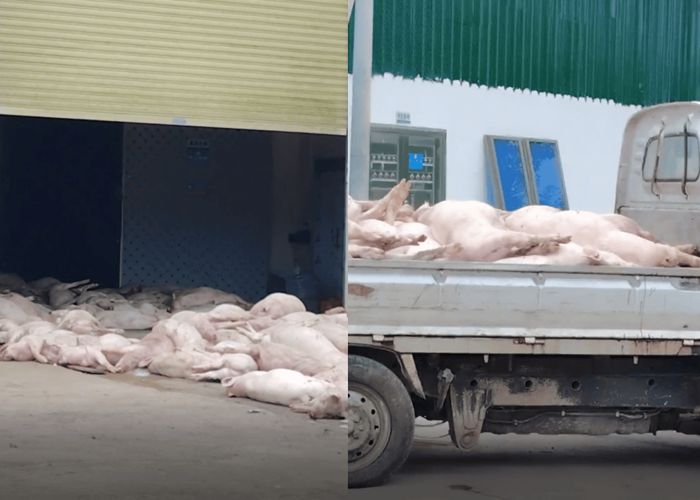 广东一食品企业出现大量死猪事件追踪:公安部门介入侦办<strong></p>
<p>雷达币四虚拟货币</strong>,企业负责人被控制