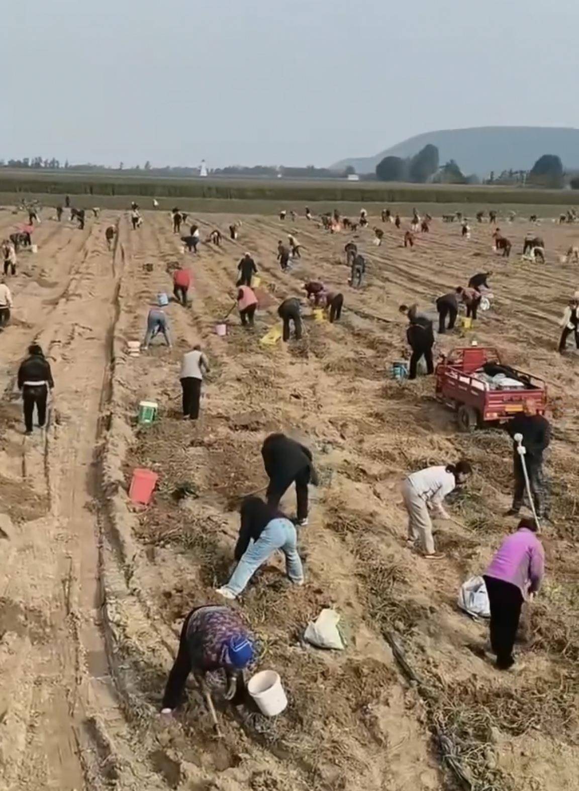 数百人冲进地里捡红薯<strong></p>
<p>虚拟币</strong>，田主称是秋收剩下的，网友：免费翻地，利人利己