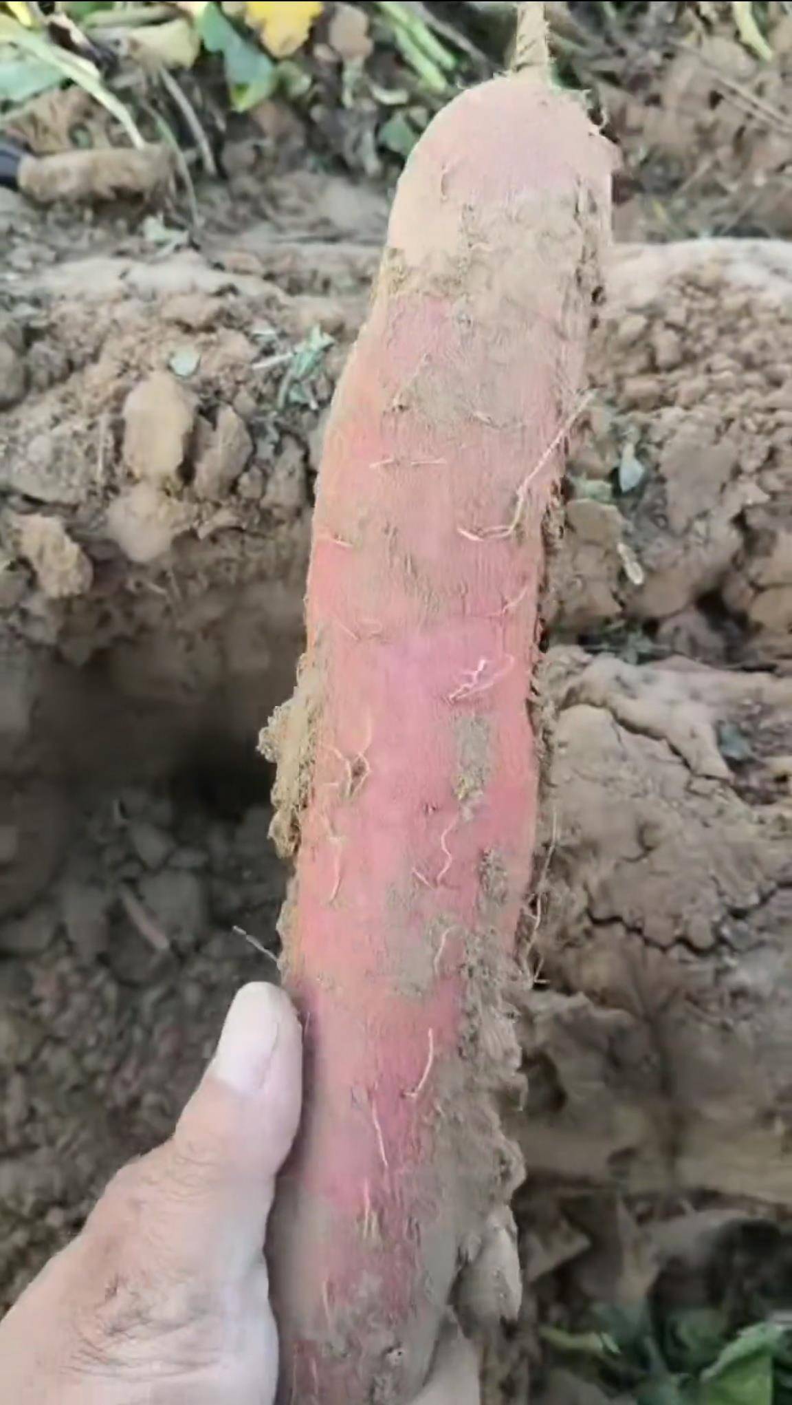 数百人冲进地里捡红薯<strong></p>
<p>虚拟币</strong>，田主称是秋收剩下的，网友：免费翻地，利人利己