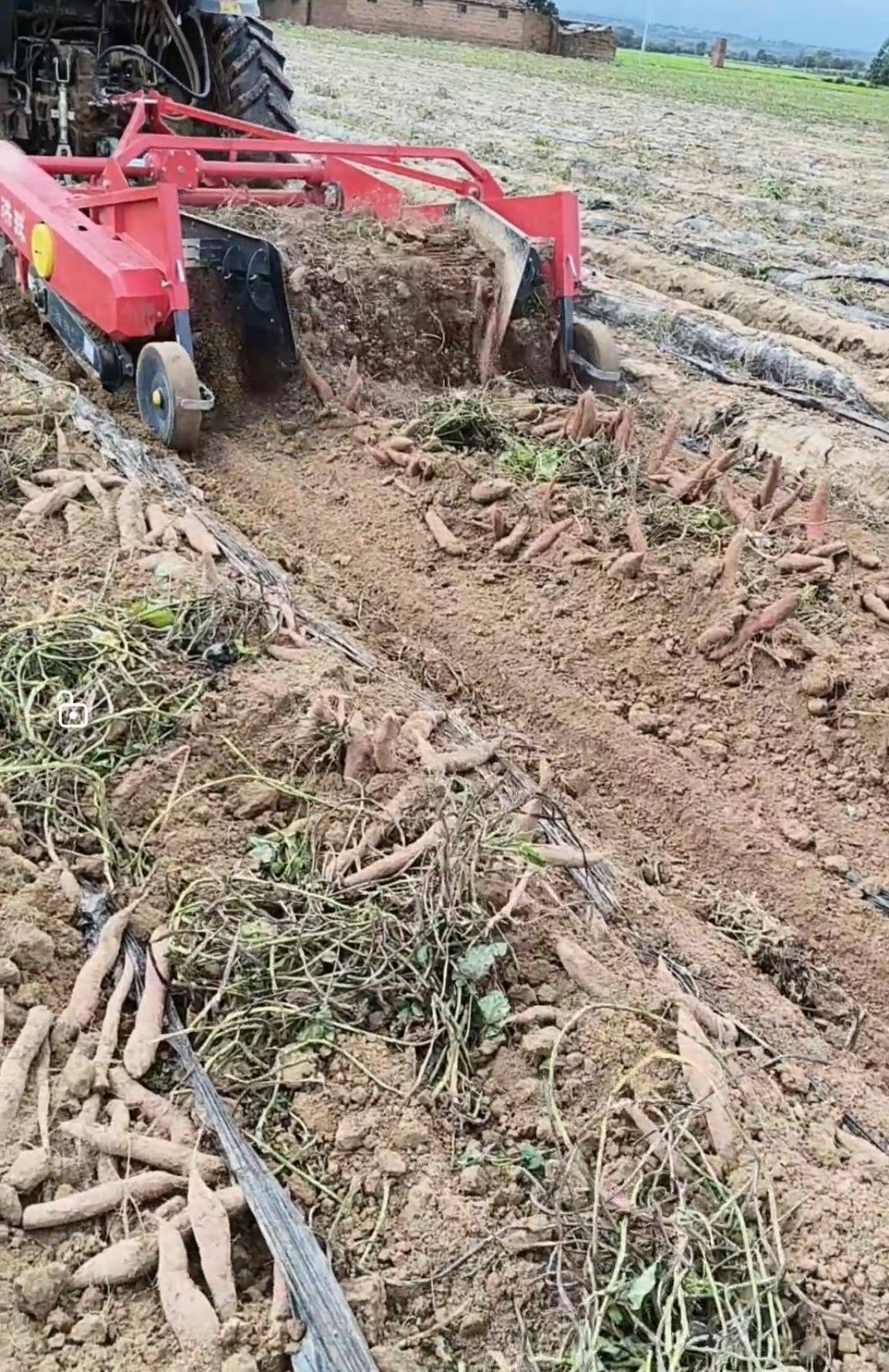 数百人冲进地里捡红薯<strong></p>
<p>虚拟币</strong>，田主称是秋收剩下的，网友：免费翻地，利人利己