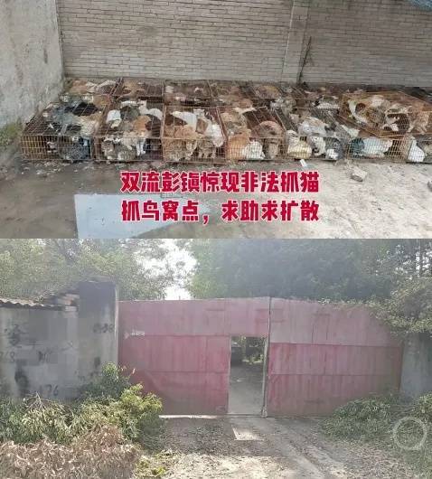 “成都一空置房非法囤猫”？官方通报：共发现被困小猫102只<strong></p>
<p>虚拟币</strong>，未发现虐猫行为