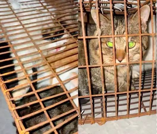“成都一空置房非法囤猫”？官方通报：共发现被困小猫102只<strong></p>
<p>虚拟币</strong>，未发现虐猫行为
