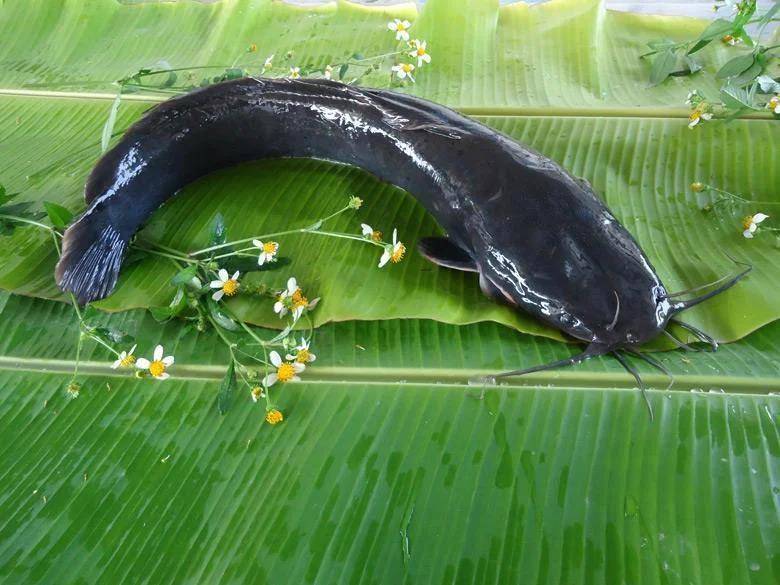 都江堰一水库被放生万斤外来物种埃及塘鲺?官方澄清:已进行阻止和打捞<strong></p>
<p>2022年虚拟币还有牛市吗</strong>,经鉴定是本地八须鲶