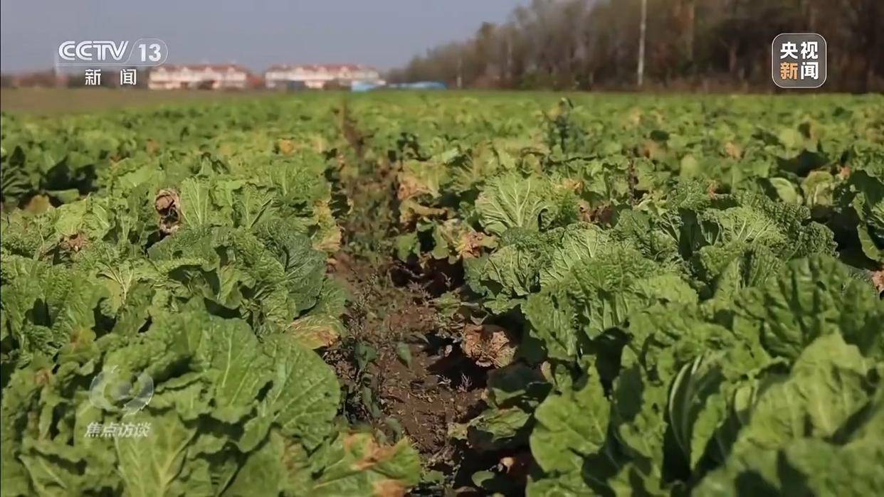 单棵售价超百元<strong></p>
<p>显卡可以挖哪些虚拟币BTM</strong>,起底“套牌白菜”背后的销售套路