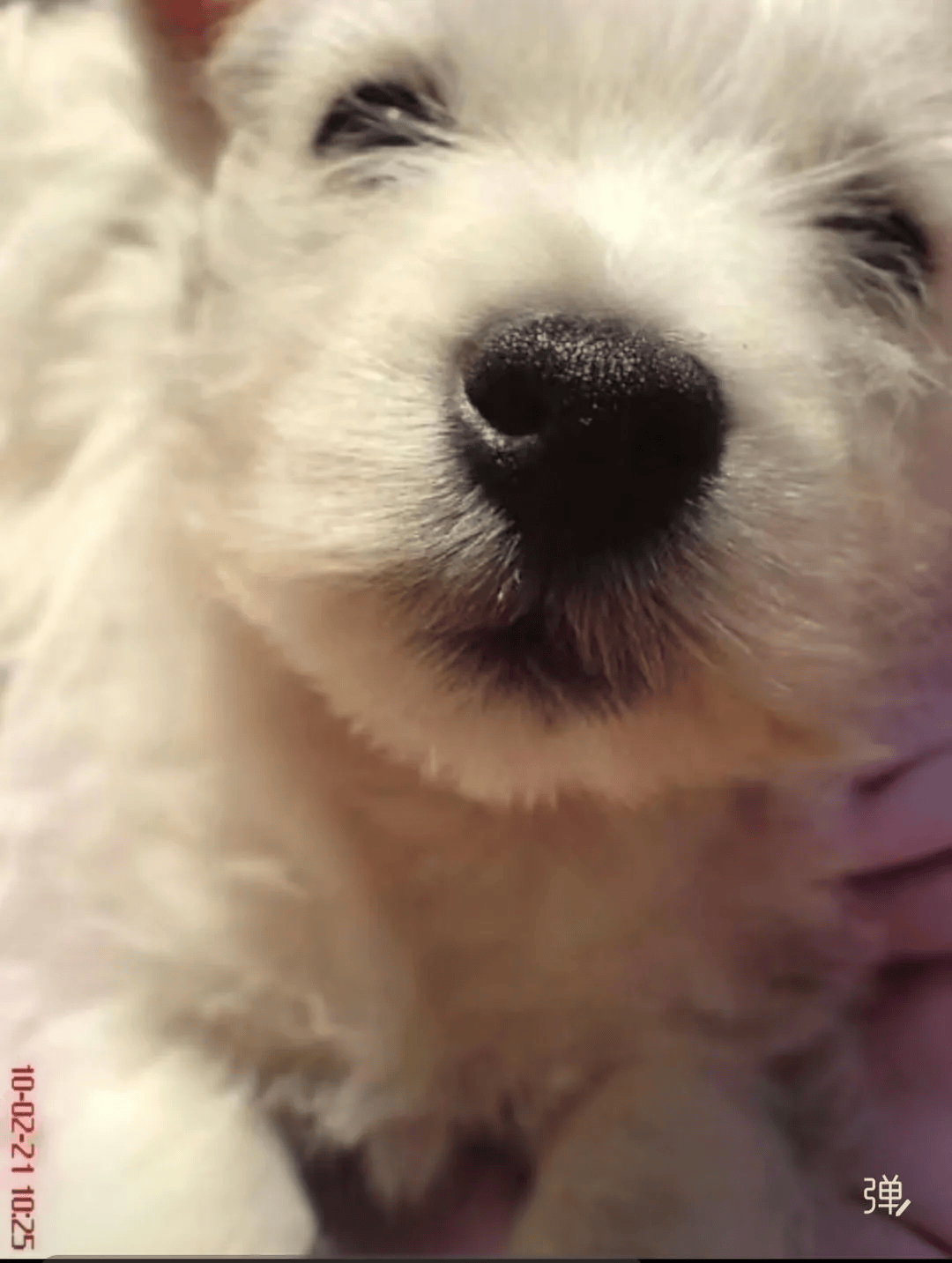 在小区投毒致9条狗死亡<strong></p>
<p>虚拟币之间兑换</strong>,男子获刑4年!