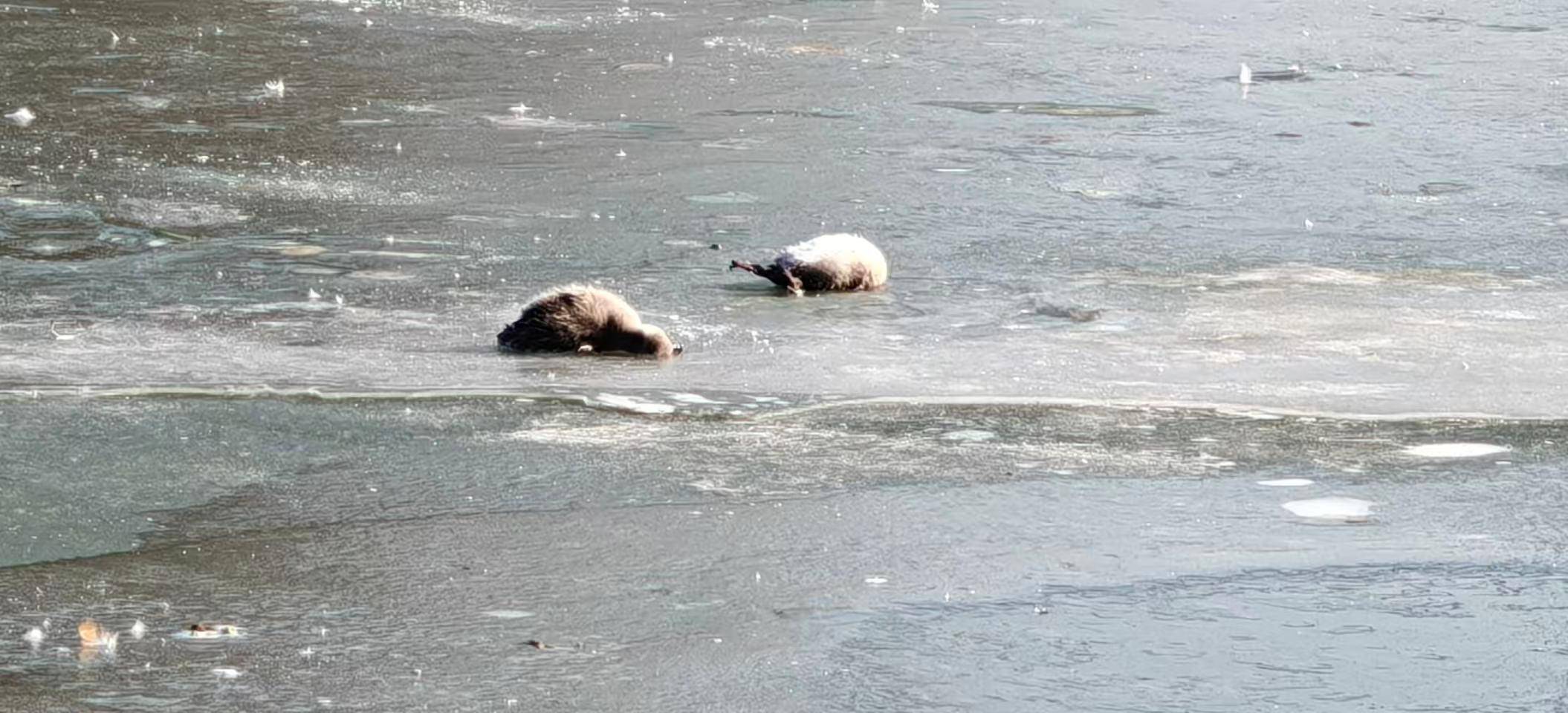 多只小天鹅被冻在公园冰面死亡？园方：已接到意见，将进一步反馈