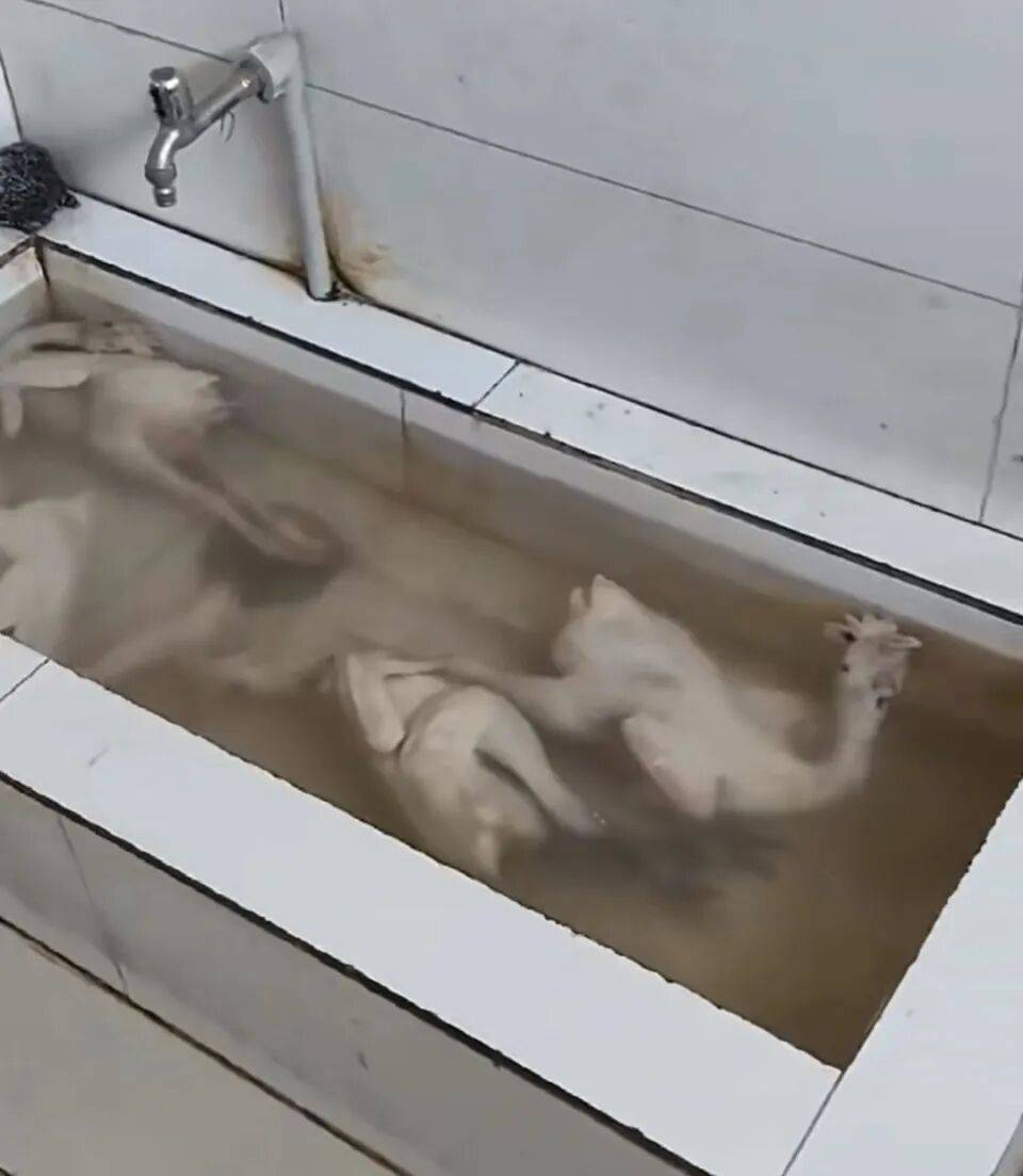 “泡一泡继续卖”<strong></p>
<p>买卖虚拟币被判刑吗</strong>，网友称江苏一超市厕所水池中浸泡了4只冷冻鸡，超市：视频系被劝退员工发布；市监局回应