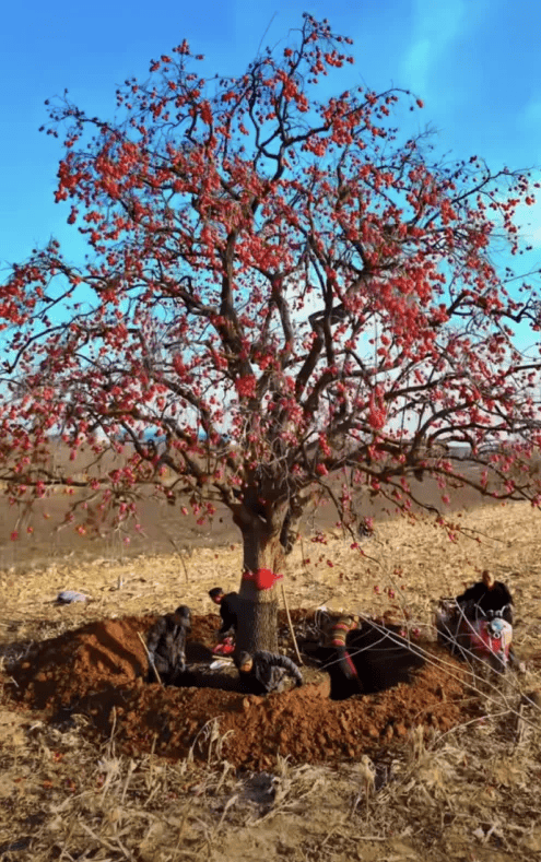 五百块从树农手里买走<strong></p>
<p>买卖虚拟币被判刑吗</strong>，数万、十几万卖到别墅区：一棵老柿树的奇幻漂流