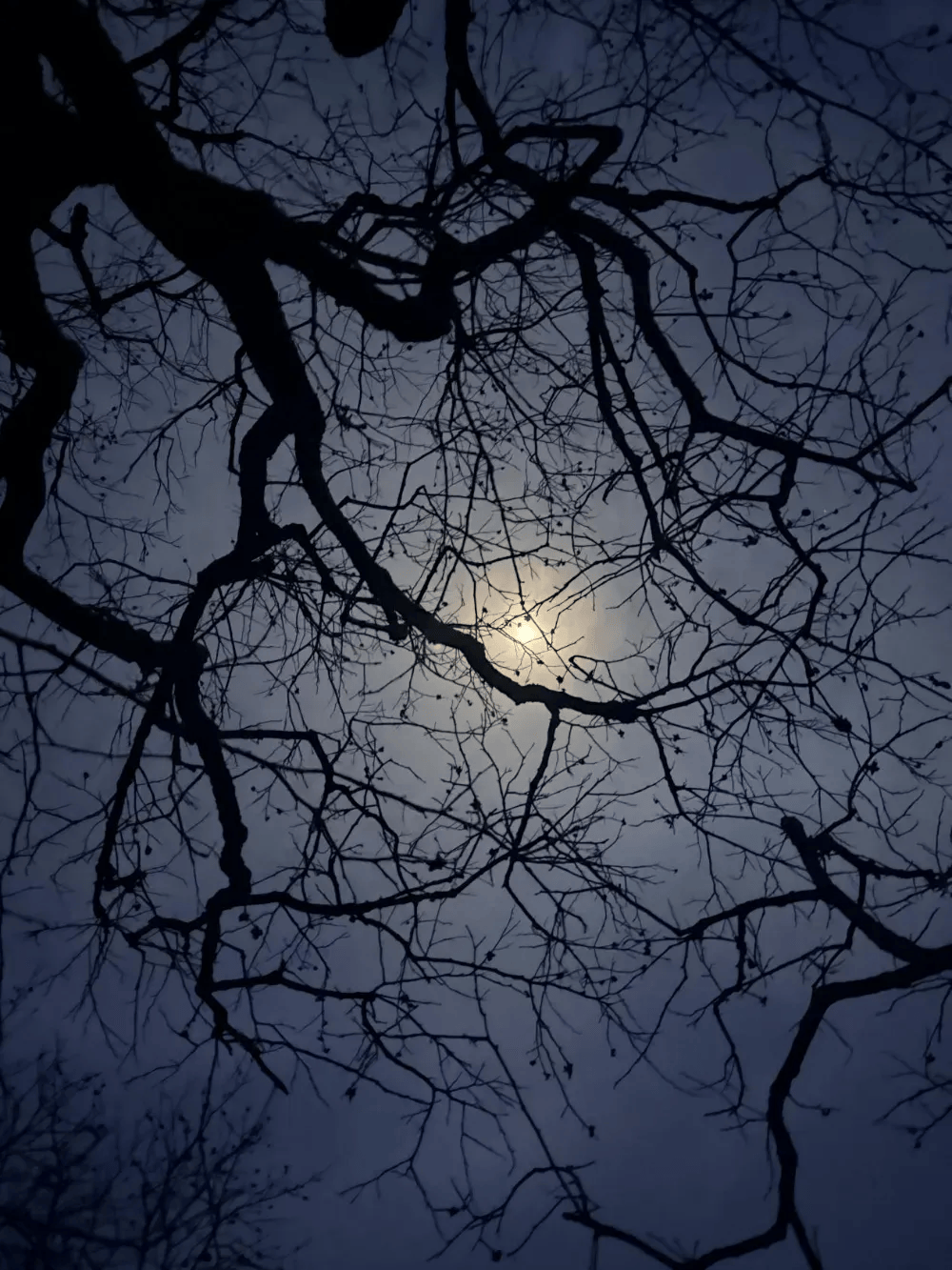 五百块从树农手里买走<strong></p>
<p>买卖虚拟币被判刑吗</strong>，数万、十几万卖到别墅区：一棵老柿树的奇幻漂流