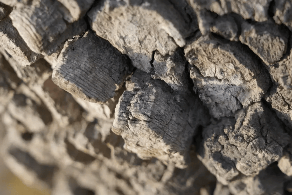 五百块从树农手里买走<strong></p>
<p>买卖虚拟币被判刑吗</strong>，数万、十几万卖到别墅区：一棵老柿树的奇幻漂流