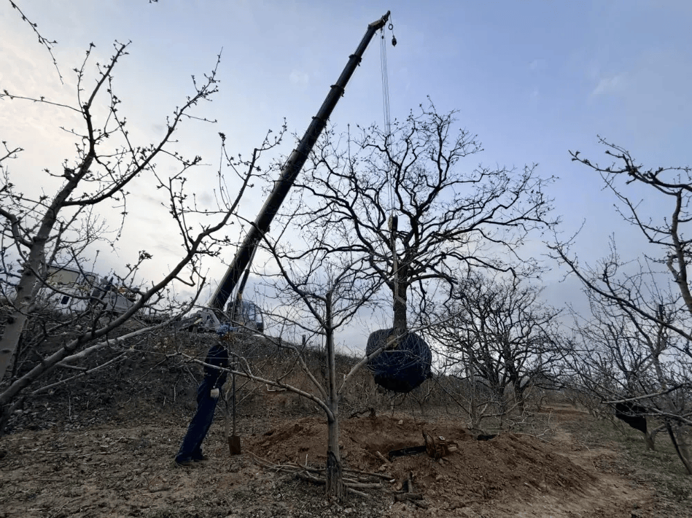 五百块从树农手里买走<strong></p>
<p>买卖虚拟币被判刑吗</strong>，数万、十几万卖到别墅区：一棵老柿树的奇幻漂流