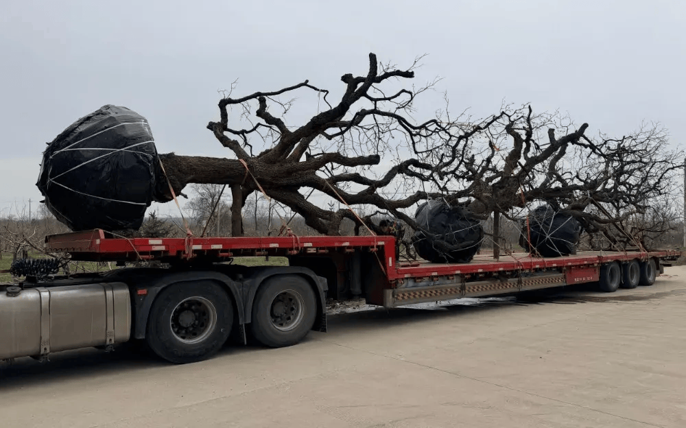 五百块从树农手里买走<strong></p>
<p>买卖虚拟币被判刑吗</strong>，数万、十几万卖到别墅区：一棵老柿树的奇幻漂流