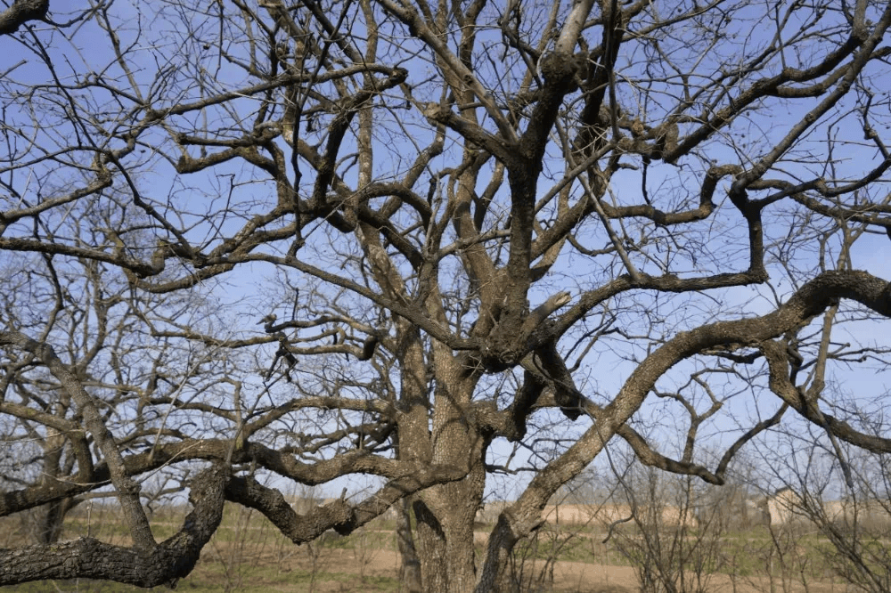 五百块从树农手里买走<strong></p>
<p>买卖虚拟币被判刑吗</strong>，数万、十几万卖到别墅区：一棵老柿树的奇幻漂流