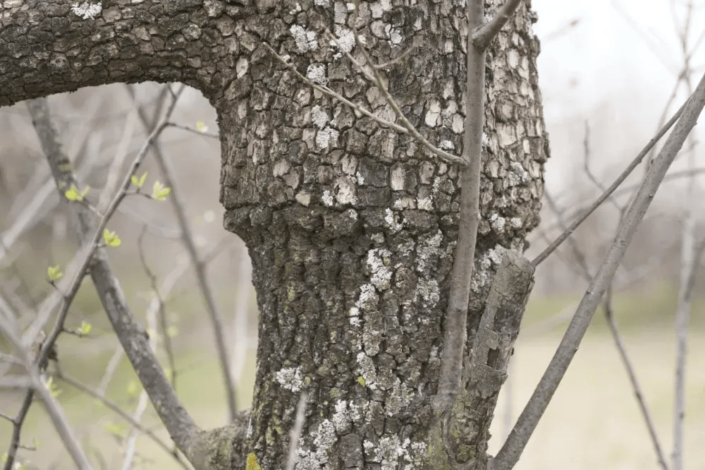五百块从树农手里买走<strong></p>
<p>买卖虚拟币被判刑吗</strong>，数万、十几万卖到别墅区：一棵老柿树的奇幻漂流