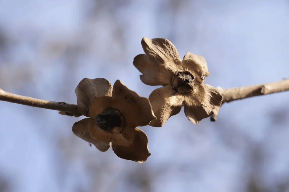 五百块从树农手里买走<strong></p>
<p>买卖虚拟币被判刑吗</strong>，数万、十几万卖到别墅区：一棵老柿树的奇幻漂流